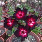 2 PCS Seeds Adenium Fire Red Purple Petals Flower