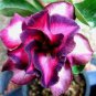 2 PCS Seeds Adenium Fire Red Purple Petals Flower