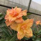 2 PCS Seeds Adenium Fully Orange Petals Long Flower Tail