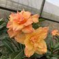 2 PCS Seeds Adenium Fully Orange Petals Long Flower Tail