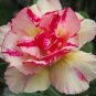 2 PCS Seeds Adenium Fully Orange Petals Long Flower Tail