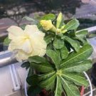 2 PCS Seeds Adenium Golden Petals with Light Pink Edge Flower