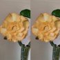 2 PCS Seeds Adenium Golden Petals with Light Pink Edge Flower
