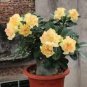2 PCS Seeds Adenium Golden Petals with Light Pink Edge Flower