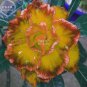 2 PCS Seeds Adenium Golden Petals with Light Pink Edge Flower