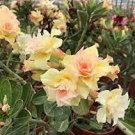 2 PCS Seeds Adenium Golden Wavy Petals with Light Pink Edge Flower 2 PCS Seeds Adenium Golden Wavy Petals with Light Pink Edge Flower