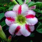 2 PCS Seeds Adenium Green Beautiful Flower 2 PCS Seeds Adenium Green Beautiful Flower