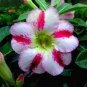 2 PCS Seeds Adenium Green Beautiful Flower