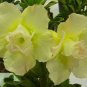 2 PCS Seeds Adenium Green Beautiful Flower