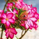 2 PCS Seeds Adenium Light Orangish Pink Flower