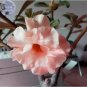 2 PCS Seeds Adenium Light Orangish Pink Flower
