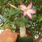 2 PCS Seeds Adenium Light Pinkish White Flower