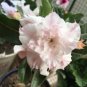 2 PCS Seeds Adenium Light Pinkish White Flower