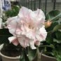 2 PCS Seeds Adenium Light Pinkish White Flower