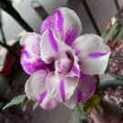 2 PCS Seeds Adenium Light Purple Petals with Dark Purple Stripe Flower 2 PCS Seeds Adenium Light Purple Petals with Dark Purple Stripe Flower
