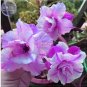 2 PCS Seeds Adenium Light Purple Petals with Dark Purple Stripe Flower