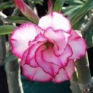 2 PCS Seeds Adenium Light Whitish Pink Petals Light Pink edge Flower 2 PCS Seeds Adenium Light Whitish Pink Petals Light Pink edge Flower