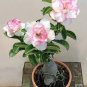 2 PCS Seeds Adenium Light Whitish Pink Petals Light Pink edge Flower