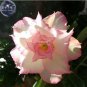 2 PCS Seeds Adenium Light Whitish Pink Petals Light Pink edge Flower