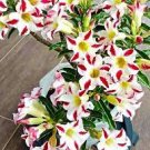 2 PCS Seeds Adenium Light Yellow-to Dark Red Single Petals Bonsai Flower 2 PCS Seeds Adenium Light Yellow-to Dark Red Single Petals Bonsai Flower