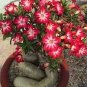2 PCS Seeds Adenium Light Yellow-to Dark Red Single Petals Bonsai Flower