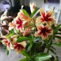 2 PCS Seeds Adenium Light Yellow-to Dark Red Single Petals Bonsai Flower