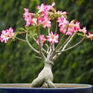 100 PCS Seeds Adenium Mix 36 Types Bonsai Desert Rose 100 PCS Seeds Adenium Mix 36 Types Bonsai Desert Rose