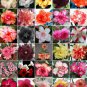 100 PCS Seeds Adenium Mix 36 Types Bonsai Desert Rose