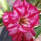 100 PCS Seeds Adenium Mixed 9 Types Double Petals Flower 100 PCS Seeds Adenium Mixed 9 Types Double Petals Flower
