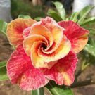 50 PCS Seeds Adenium Mixed 9 Types of Desert Rose Flower