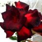 50 PCS Seeds Adenium Mixed 9 Types of Desert Rose Flower