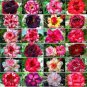 50 PCS Seeds Adenium Mixed 9 Types of Desert Rose Flower