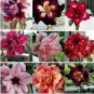 50 PCS Seeds Adenium Mixed 9 Types of Desert Rose Flower