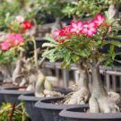 100 PCS Seeds Adenium Obesum Bulk Desert Rose Bonsai Tree Flower