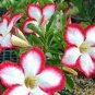 1000 PCS Seeds Adenium Obesum Bulk Desert Rose Bonsai Tree Flower