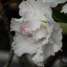 20 PCS Seeds Adenium Obesum Desert Roses Rare Double-white-rose-us 20 PCS Seeds Adenium Obesum Desert Roses Rare Double-white-rose-us