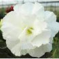 20 PCS Seeds Adenium Obesum Desert Roses Rare Double-white-rose-us