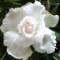 20 PCS Seeds Adenium Obesum Desert Roses Rare Double-white-rose-us