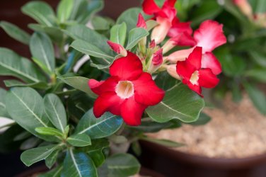 2 PCS Seeds Adenium Obesum Red Desert Rose Flowers