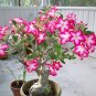 2 PCS Seeds Adenium Obesum Red Desert Rose Flowers