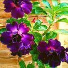 2 PCS Seeds Adenium Obesum RUCKNIRUN Desert Rose Flowers 2 PCS Seeds Adenium Obesum RUCKNIRUN Desert Rose Flowers