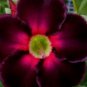 2 PCS Seeds Adenium Obesum RUCKNIRUN Desert Rose Flowers