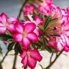 4 PCS Seeds Adenium Obesum Seeds Desert Rose 4 PCS Seeds Adenium Obesum Seeds Desert Rose