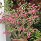 20 PCS Seeds Adenium Obesum semillas Bonsai Desert Rose Flower Plant Sementes 20 PCS Seeds Adenium Obesum semillas Bonsai Desert Rose Flower Plant Sementes