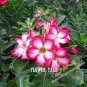 20 PCS Seeds Adenium Obesum semillas Bonsai Desert Rose Flower Plant Sementes