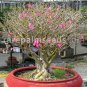 20 PCS Seeds Adenium Obesum semillas Bonsai Desert Rose Flower Plant Sementes