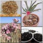 20 PCS Seeds Adenium Obesum semillas Bonsai Desert Rose Flower Plant Sementes