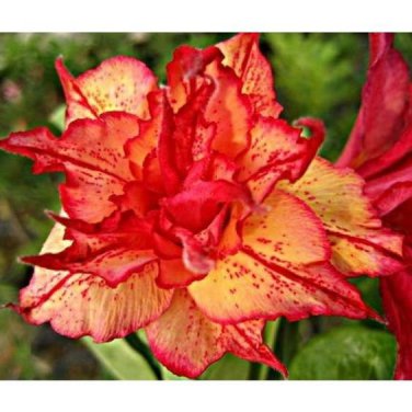 2 PCS Seeds Adenium Orange Double Petals Red Edge Bonsai Flowers
