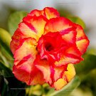 2 PCS Seeds Adenium Orange Petals Red Stripe Flower