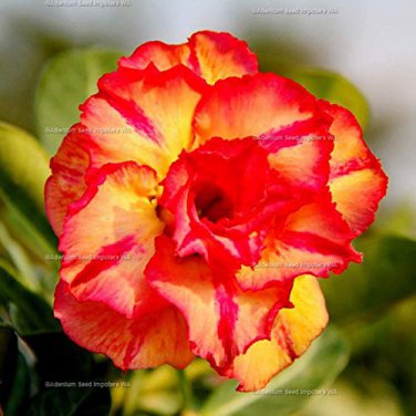 2 PCS Seeds Adenium Orange Petals Red Stripe Flower